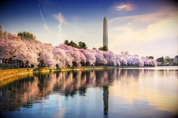 washington dc cherry blossoms blooming in the spring by the pentagon