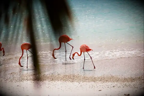 aruba renaissance island flamingos world famous