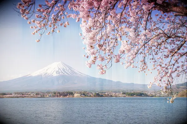 japan as one of the best wedding destination locations - mount fuji and cherry blossoms
