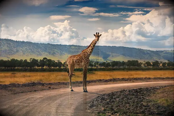 Giraffe standing on the road in Masai Mara, Kenya
