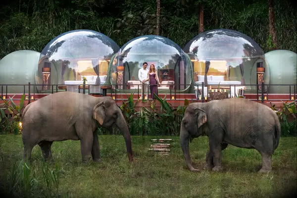 Couple standing with elephants