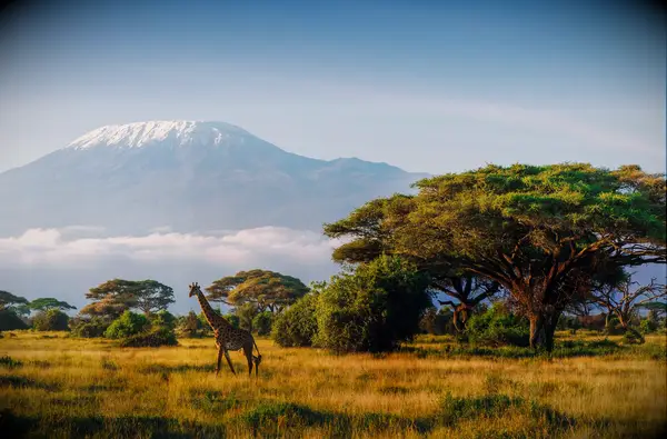 Masai giraffe in front of Kilimanjaro mountain in Amboseli National Park, Kenya