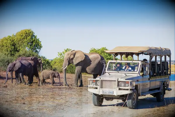 Truck driving by elephants 