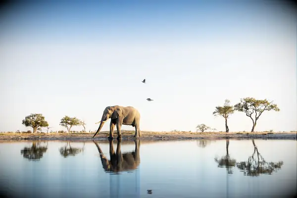 botswana elephant natural landscape