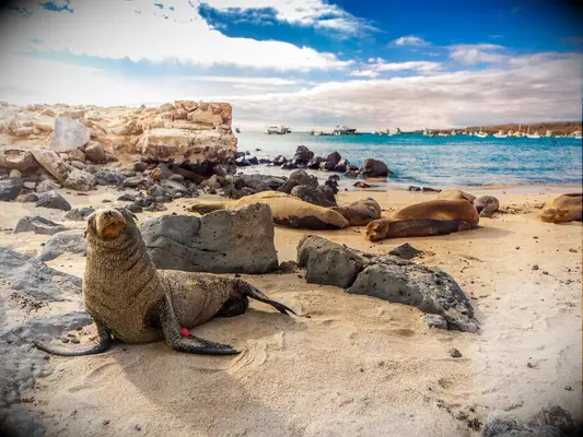 Sea Lions, Santa Cruz, Galapagos Islands