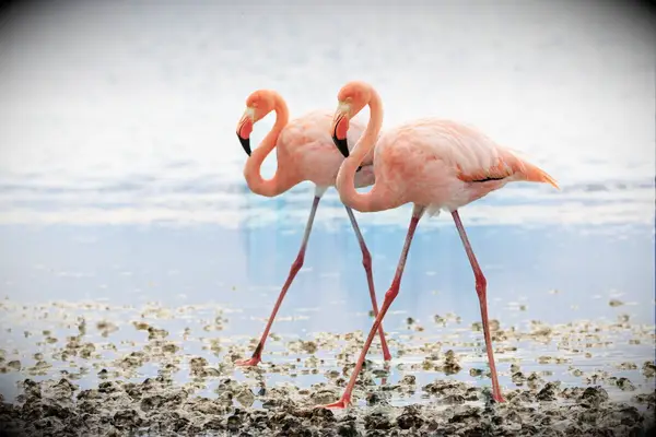 two pink flamingos walking side by side in a lagoon in Galapagos