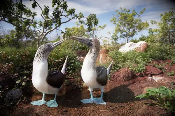 Une lune de miel des îles Galapagos pour les vrais amoureux de la faune