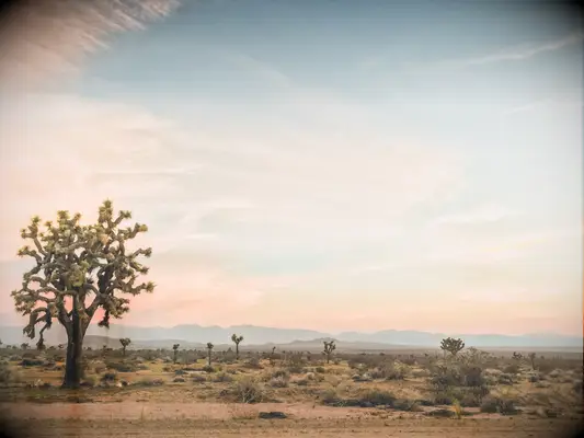 Joshua Tree, California 30th birthday trip idea