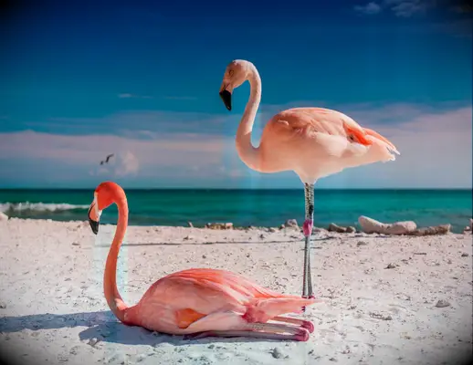 Un guide de lune de miel Aruba pour tous les types de couples