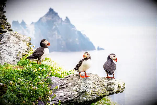 Puffins on Skellig Islands in Ireland