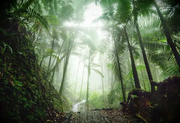 Ein Leitfaden zum Puerto Rico Baccalaureate Festival, um Ihre Reise zu planen