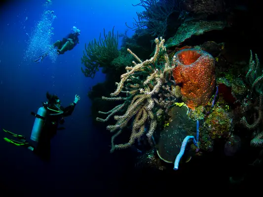 Couple enjoying scuba diving in Turks and Caicos Islands